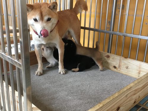 豆柴お母さん犬と子犬